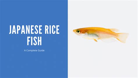 rice fish|All About Japanese Rice Fish – Care, Breeding, and Diet.